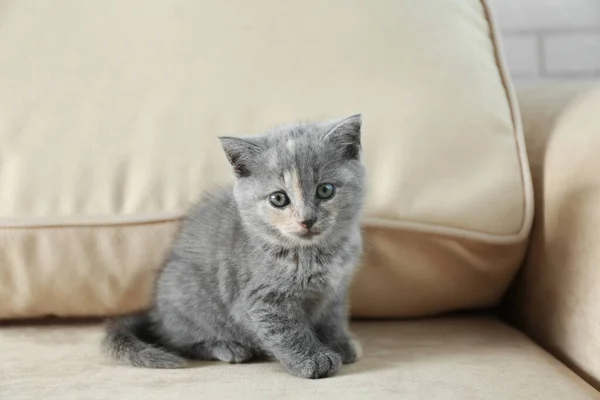 Lindo Gatito Británico Shorthair Sofá Beige Bebé Animal — Foto de Stock