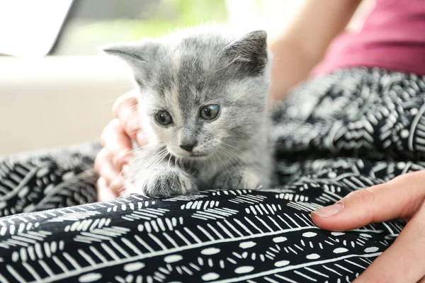 Mujer Con Lindo British Shorthair Gatito Primer Plano Bebé Animal — Foto de Stock