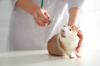 Klinikte deney yapan kadın veteriner, yakın plan.