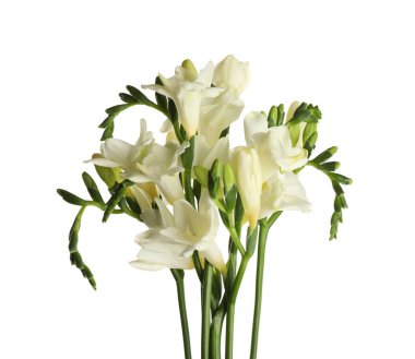Beautiful blooming freesia flowers isolated on white clipart