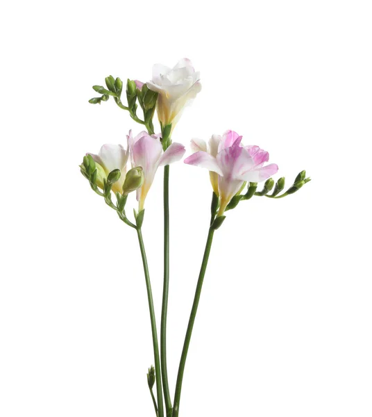Beautiful Colorful Freesia Flowers White Background — Stock Photo, Image