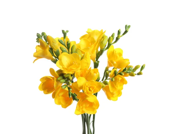 Beautiful Yellow Freesia Flowers White Background — Stock Photo, Image
