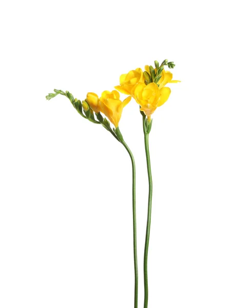 Beautiful Yellow Freesia Flowers White Background — Stock Photo, Image