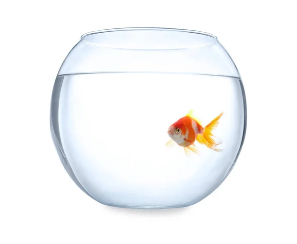 Beautiful Bright Small Goldfish Glass Aquarium Isolated White — Stock Photo, Image