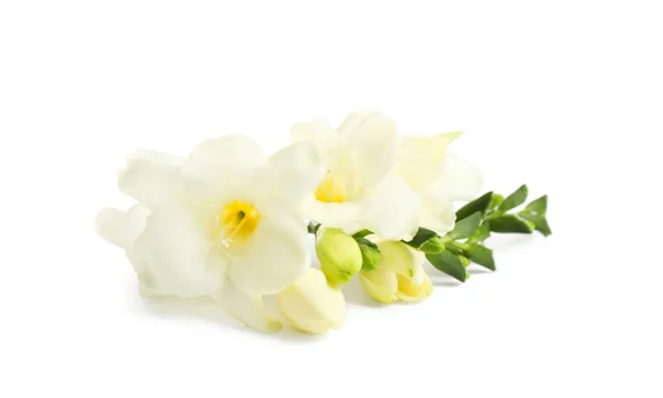 Vackra Anbud Freesia Blommor Vit Bakgrund — Stockfoto