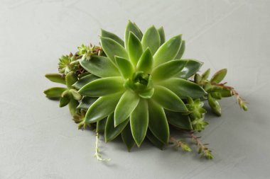 Açık gri arka planda güzel bir echeveria. Sulu bitki.