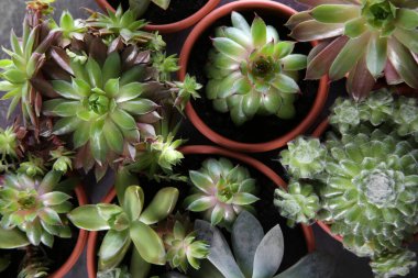 Masada, düzlükte bir sürü ekheverias var. Güzel sulu bitkiler.