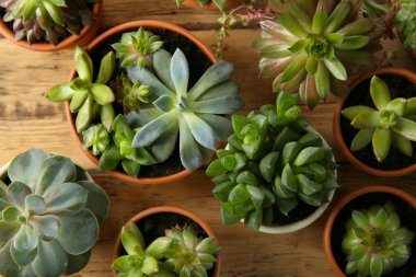 Tahta masanın üzerinde bir sürü farklı ekheverias vardı. Güzel sulu bitkiler.