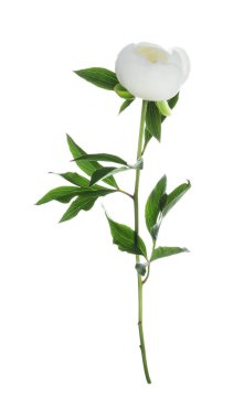 Güzel çiçek açan şakayık çiçekleri beyaz renkte izole edilmiş.