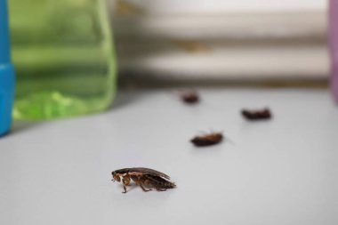 Kapalı alanda gri yüzey üzerinde hamamböcekleri, yazı için boşluk. Haşere kontrolü