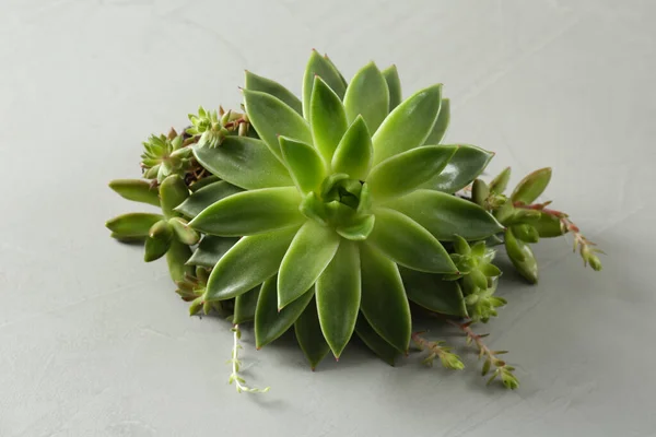 Belle Écheveria Sur Fond Gris Clair Plante Succulente — Photo