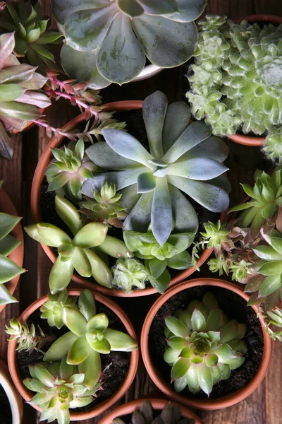 Sok Különböző Echeveria Asztalon Lapos Fekvés Gyönyörű Zamatos Növények — Stock Fotó