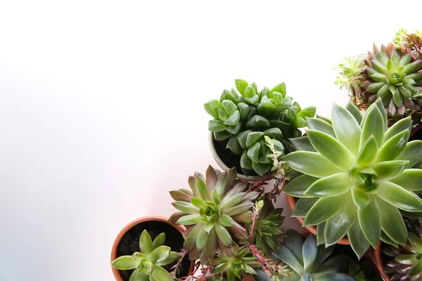 Belles Écheverias Pot Sur Fond Blanc Couché Plat Avec Espace — Photo