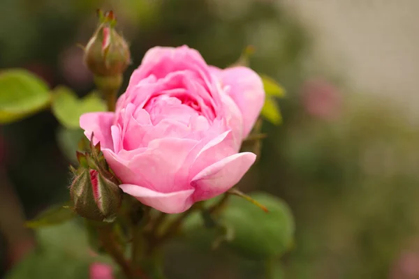 Closeup View Beautiful Blooming Pink Rose Bush Outdoors Space Text — Stock Photo, Image
