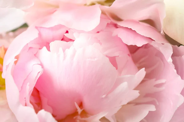 美しいピンクの牡丹を背景に クローズアップ — ストック写真