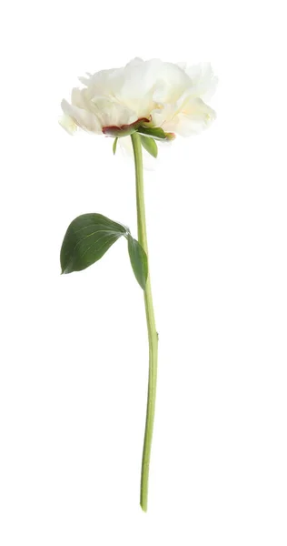 Vacker Doftande Pion Blomma Isolerad Vit — Stockfoto