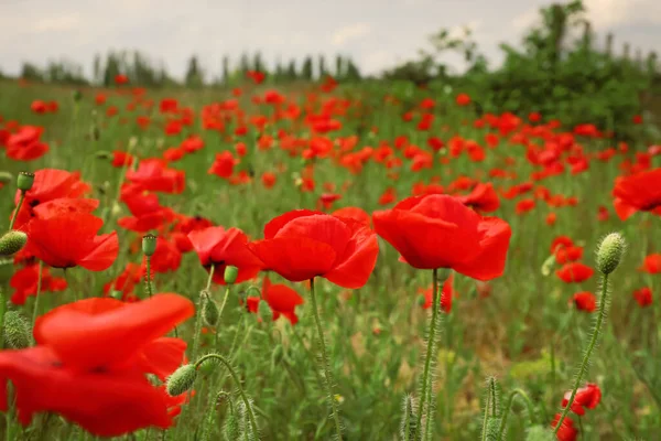 Vackra Röda Vallmo Blommor Som Växer Fält — Stockfoto