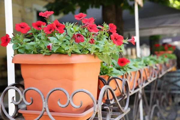 Vackra Röda Blommor Kruka Utomhus — Stockfoto