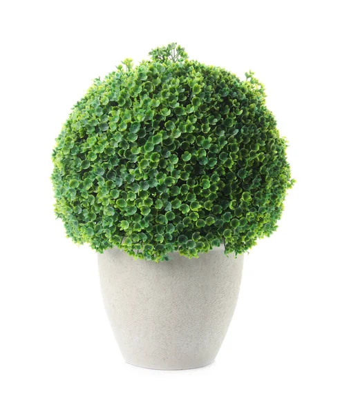 Vacker Konstgjord Växt Blomkruka Isolerad Vit — Stockfoto