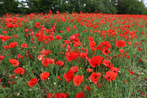 田间生长着美丽的红色罂粟花 — 图库照片