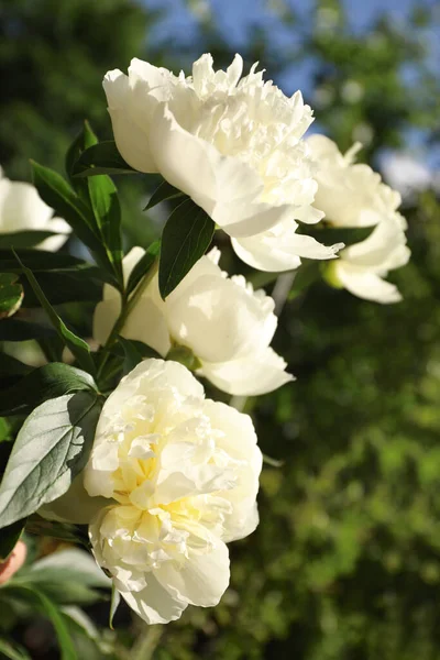 Närbild Bild Blommande Vit Pion Buske Utomhus — Stockfoto