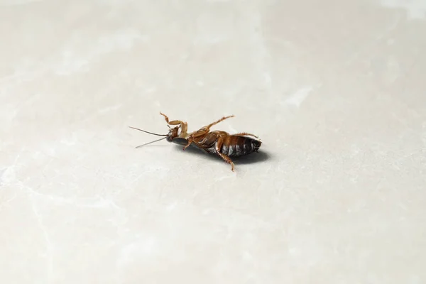 Cucaracha Marrón Muerta Sobre Fondo Mármol Gris Claro Control Plagas — Foto de Stock