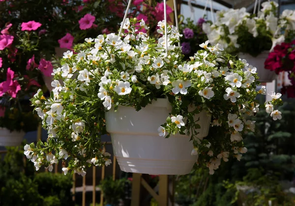 Beautiful Flowers Plant Pot Hanging Outdoors — Stock Photo, Image