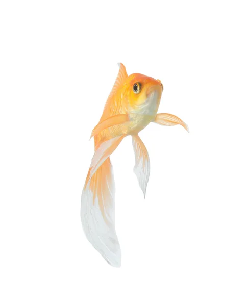 Vacker Ljus Liten Guldfisk Isolerad Vit — Stockfoto