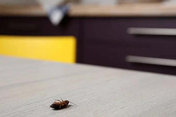 Dead Cockroach Wooden Table Indoors Space Text Pest Control — Stock Photo, Image