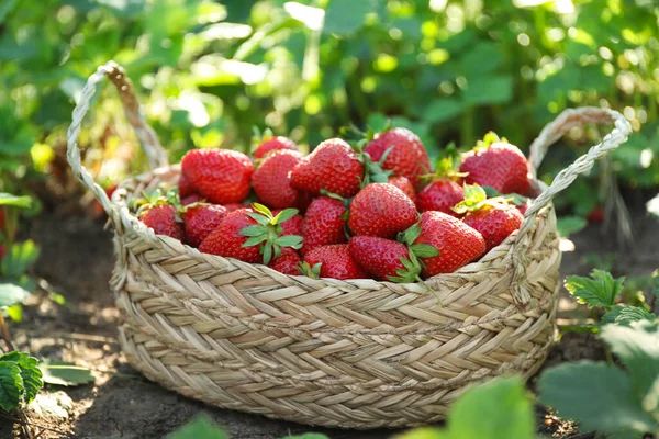 Delicious Ripe Strawberries Wicker Basket Outdoors Closeup — Stock Photo, Image
