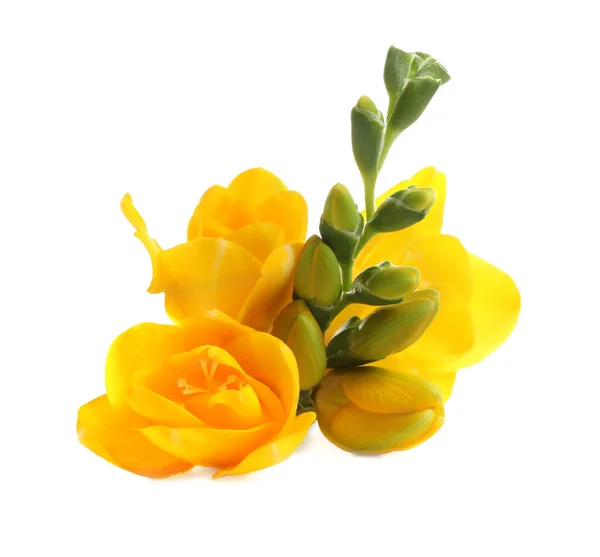 Gyönyörű Sárga Freesia Virágok Fehér Háttér — Stock Fotó