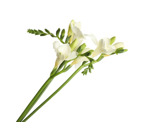 Όμορφα Ανθισμένα Λουλούδια Φρέζια Απομονωμένα Λευκό — Φωτογραφία Αρχείου
