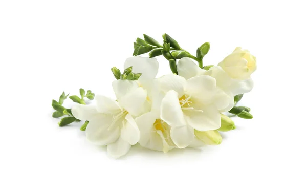 Красивые Нежные Цветы Фрезии Белом Фоне — стоковое фото
