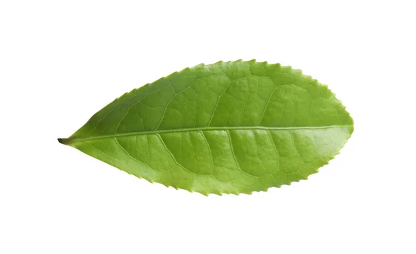 Grünes Blatt Der Teepflanze Isoliert Auf Weißem lizenzfreie Stockbilder