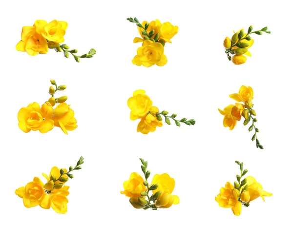 Conjunto Flores Freesia Amarilla Sobre Fondo Blanco —  Fotos de Stock