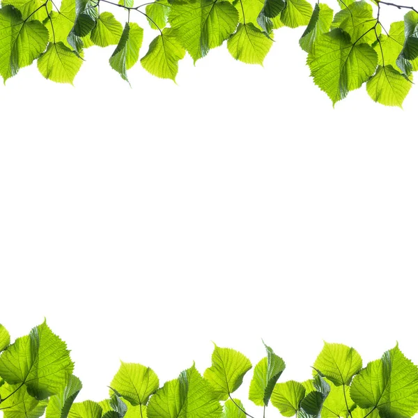 Rahmen Aus Lindenzweigen Mit Grünen Blättern Isoliert Auf Weiß — Stockfoto