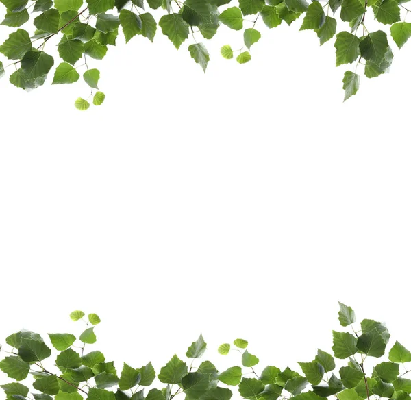 Πλαίσιο Κλαδιών Σημύδας Πράσινα Φύλλα Που Απομονώνονται Λευκά — Φωτογραφία Αρχείου