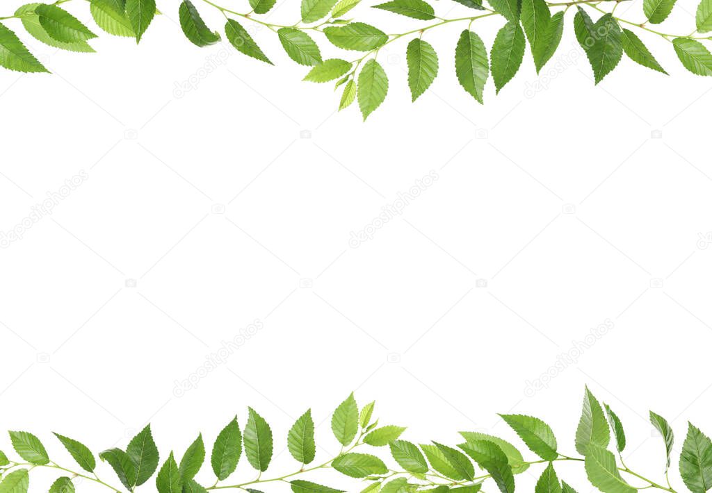 Frame of tree branches with green leaves isolated on white