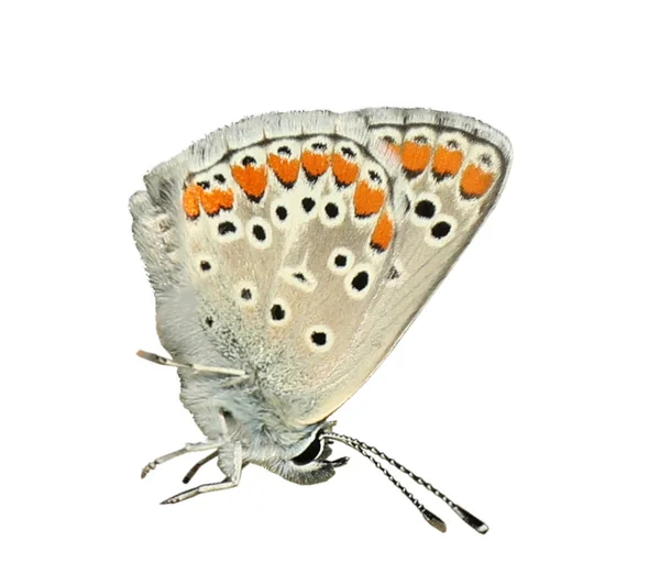 Hermosa Mariposa Brillante Volando Sobre Fondo Blanco —  Fotos de Stock