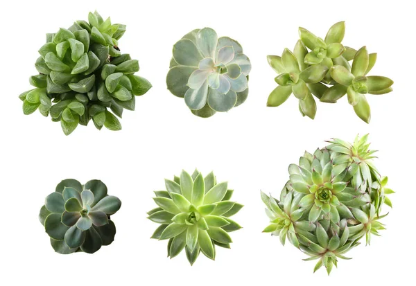 Collage Avec Différents Succulents Sur Fond Blanc Vue Dessus — Photo