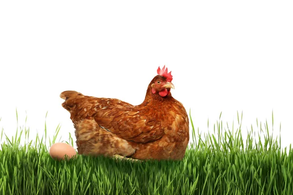 Piękny Kurczak Jajko Zielonej Trawie Białym Tle — Zdjęcie stockowe