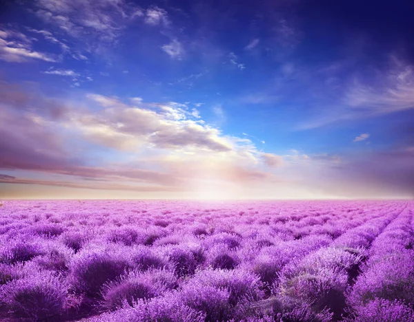 Vacker Utsikt Över Blommande Lavendel Fält Blå Himmel — Stockfoto