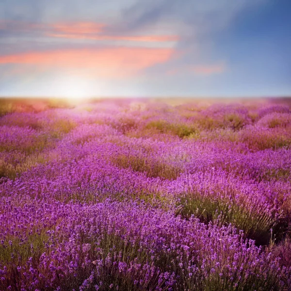 Krásný Výhled Kvetoucí Levandulové Pole Při Západu Slunce — Stock fotografie