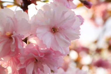 Çiçek açan pembe sakura ağacı ilkbahar günü, kapalı.