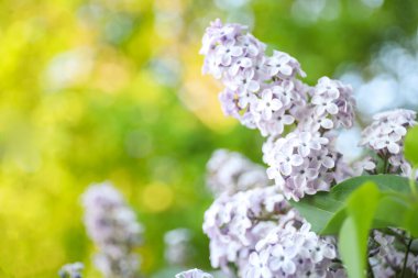 Güzel çiçek açan leylak çalıların yakın görüntüsü.