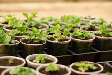 Masadaki tepside bir sürü çilek fidanı var.