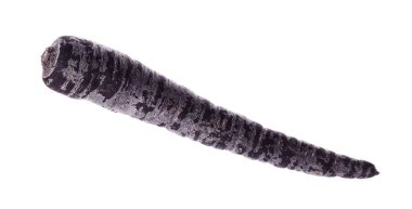 Taze çiğ siyah havuç, beyaz üzerinde izole.