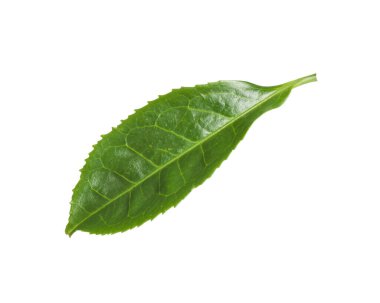 Yeşil yapraklı çay bitkisi beyazda izole edilmiş.