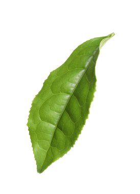 Yeşil yapraklı çay bitkisi beyazda izole edilmiş.
