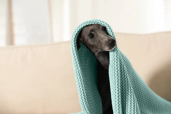 Italiano Greyhound Cão Coberto Com Xadrez Sofá Casa — Fotografia de Stock